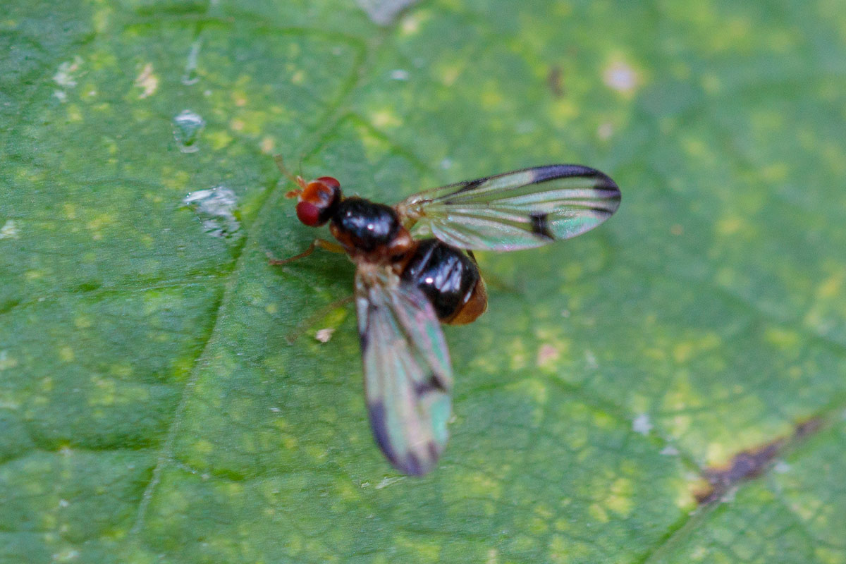 Pallopteridae: Palloptera ambusta (male) (1)