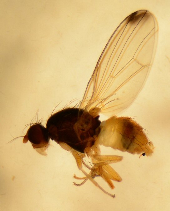 Pallopteridae: Palloptera anderssoni (male) (1)