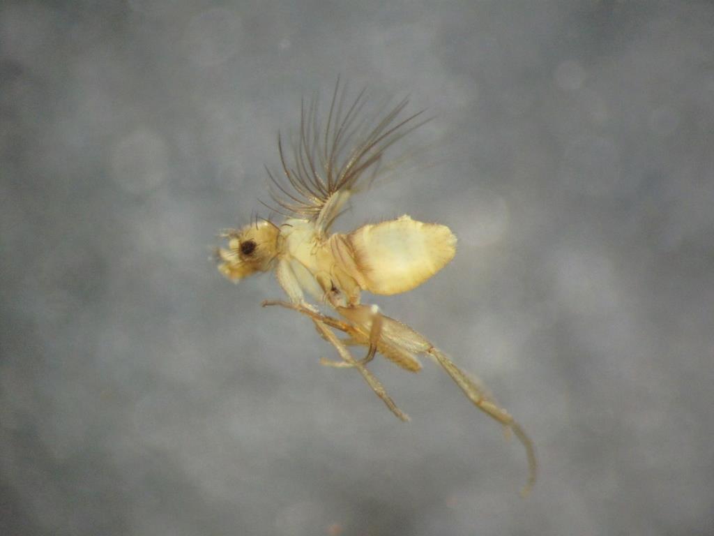 Phoridae: Acontistoptera sp. (1)