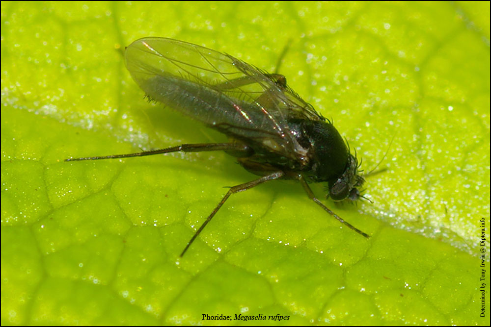 Phoridae: Megaselia rufipes (male) (1)