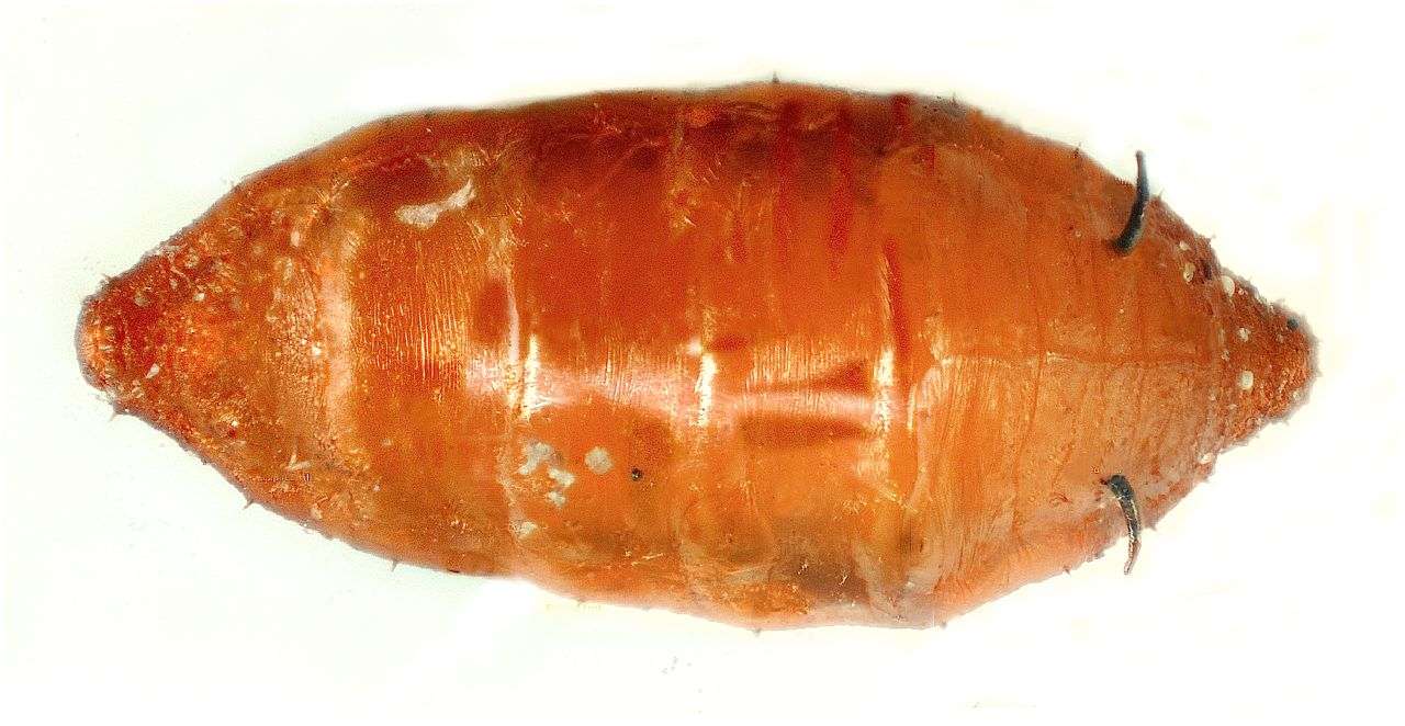 Phoridae: Phalacrotophora fasciata (pupa) (2)