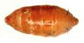Phalacrotophora fasciata (pupa) (2)