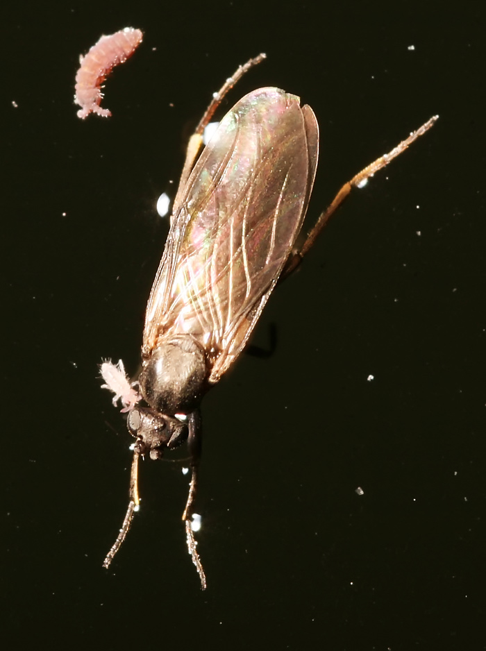 Phoridae: Gymnophora sp. (1)
