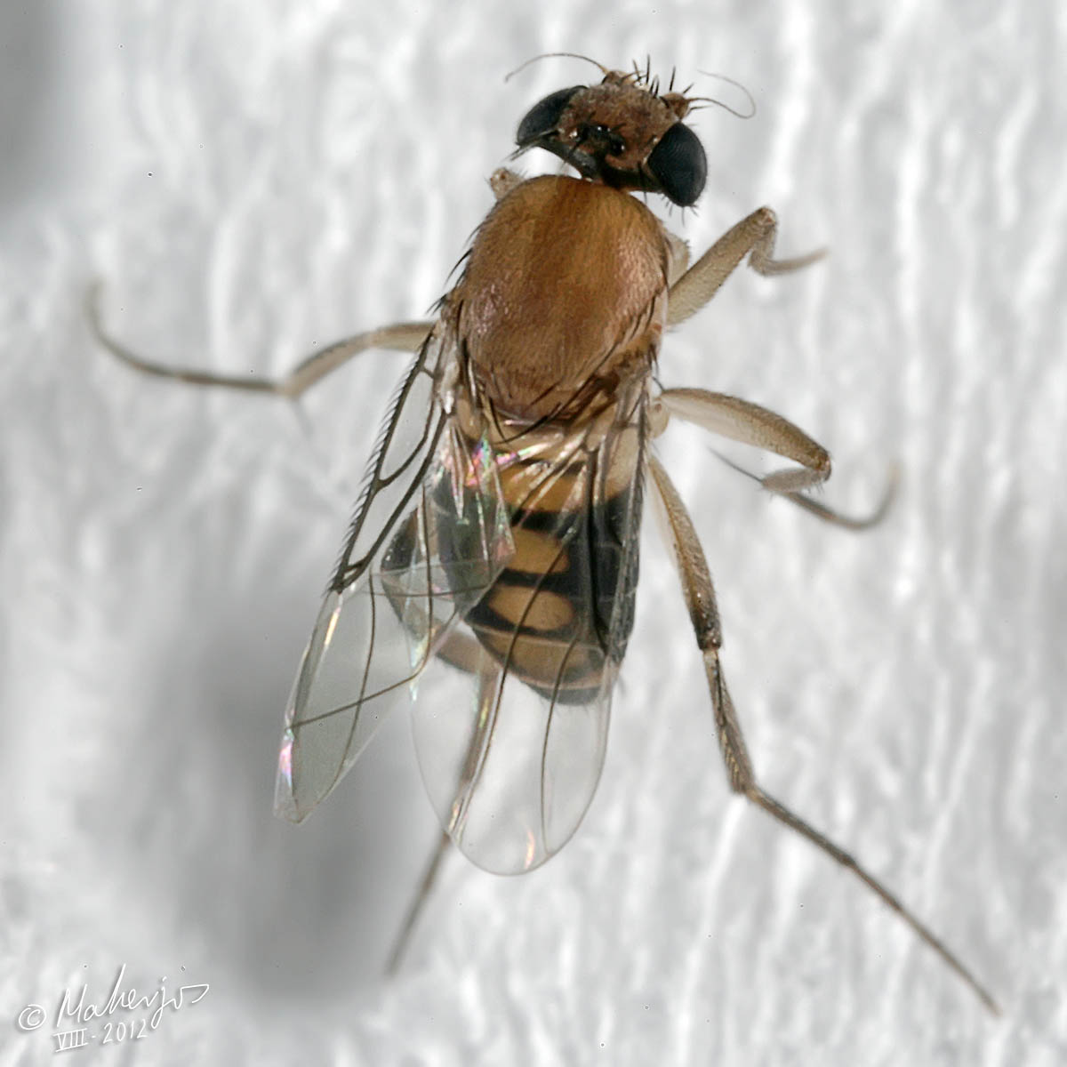 Phoridae: Megaselia scalaris (male) (2)
