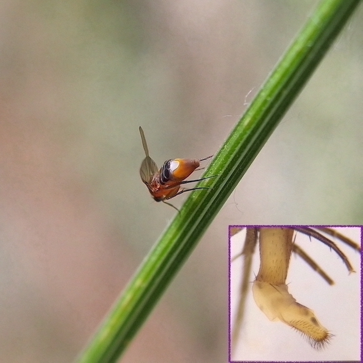 Phoridae: Phalacrotophora delageae (female) (1)