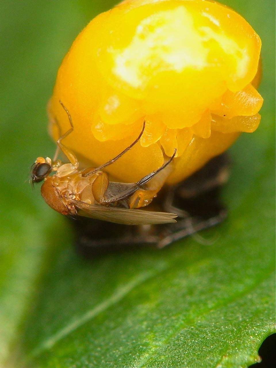 Phoridae: Phalacrotophora fasciata (female) (1)