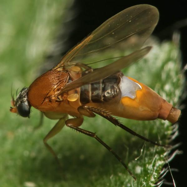 phalacrotophera_fasciata-small.jpg