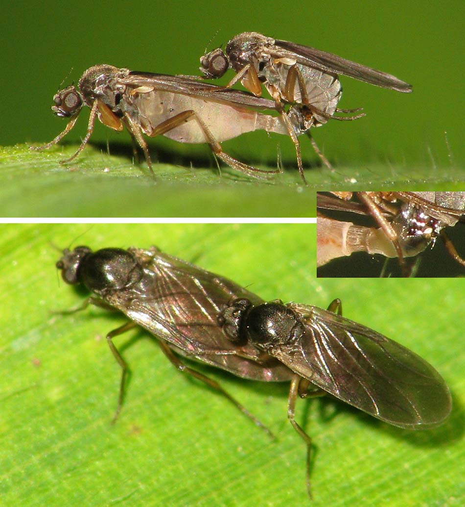 Phoridae: Gymnophora sp. (copula) (1)