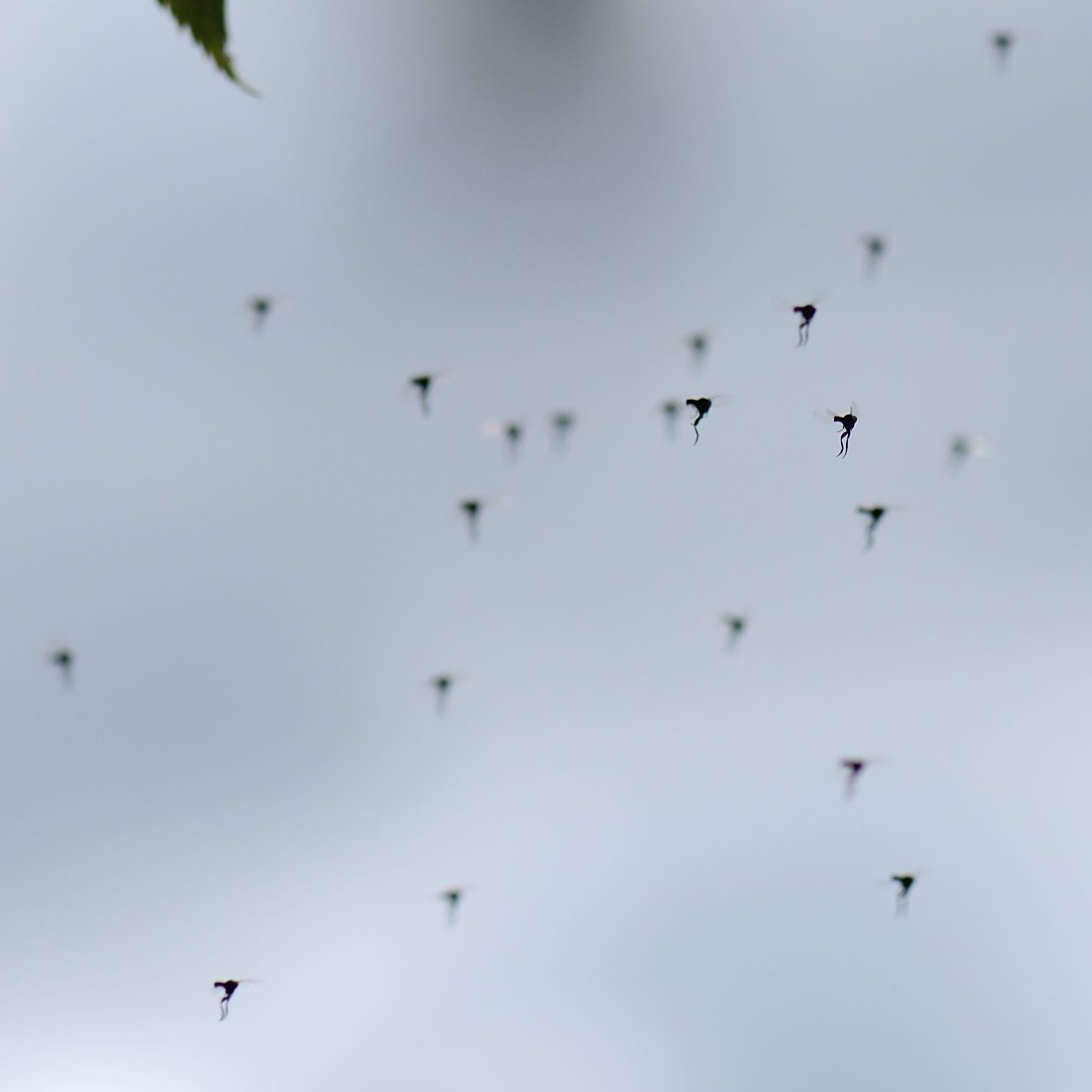 Phoridae: Phoridae sp. (swarm) (1)