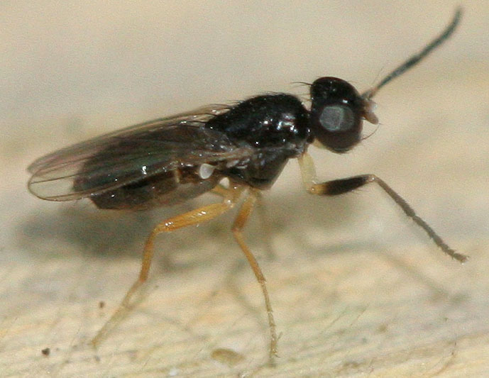 Piophilidae: Protopiophila contecta (male) (1)