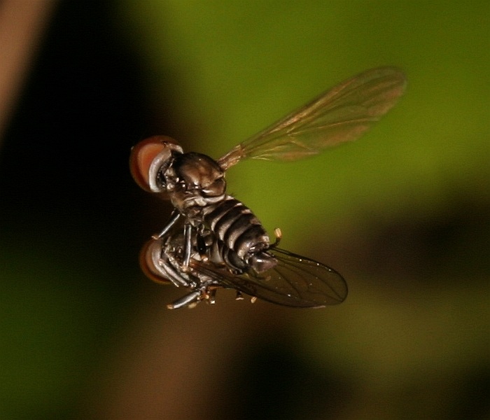 Pipunculidae: Pipunculidae (2)