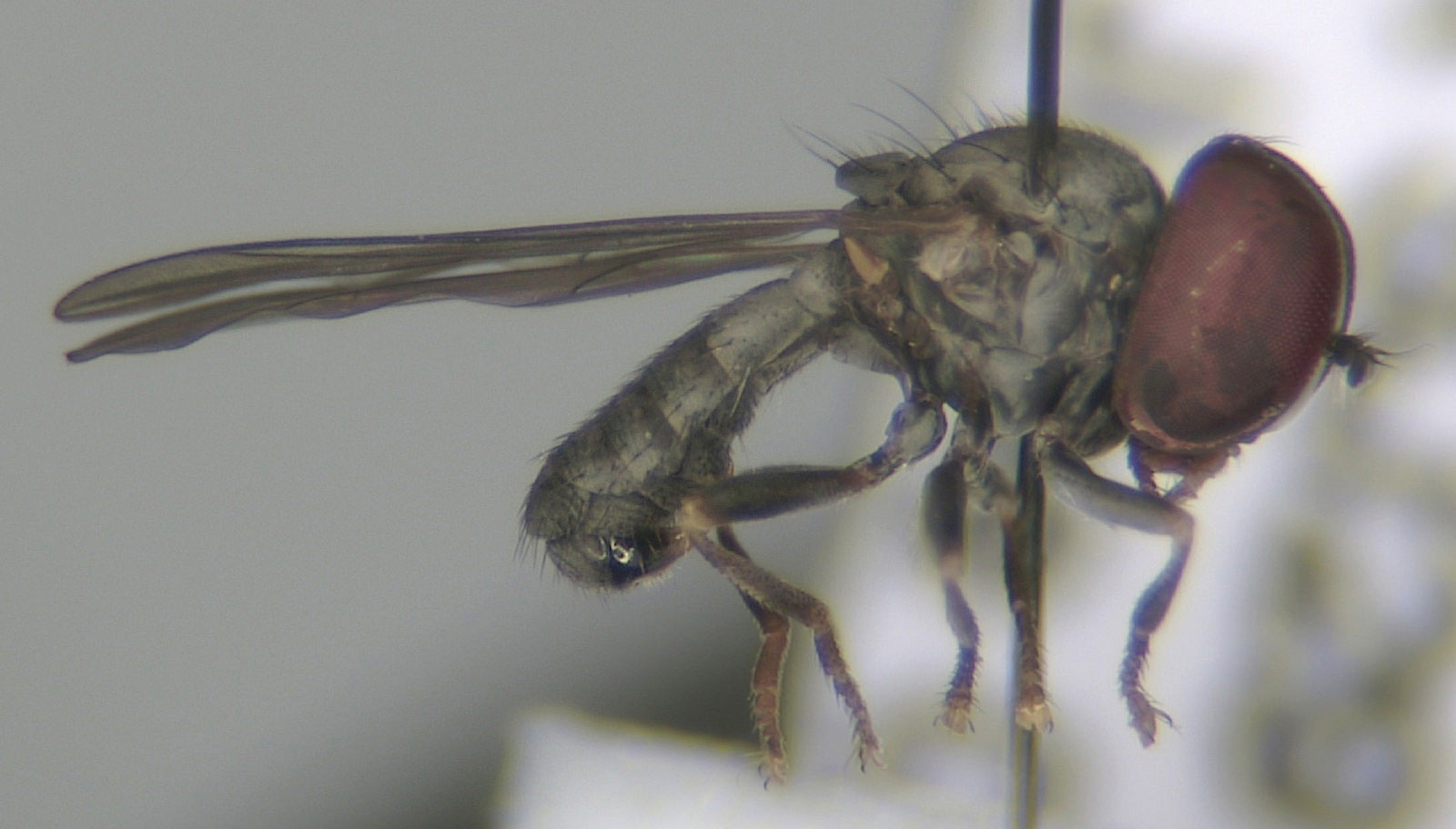 Pipunculidae: Jassidophaga beatricis (female) (3)