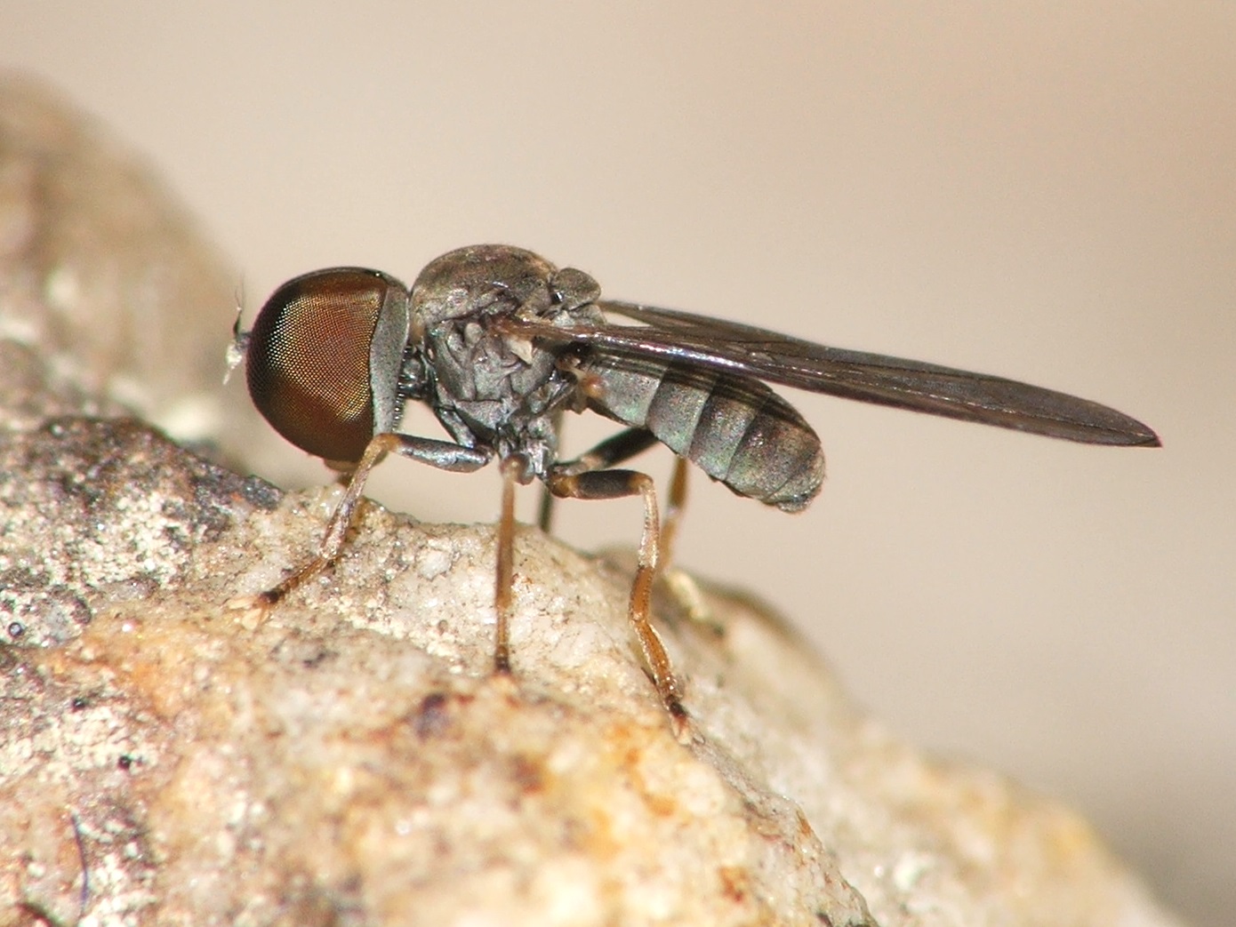 Pipunculidae: Eudorylas jenkinsoni (female) (1)