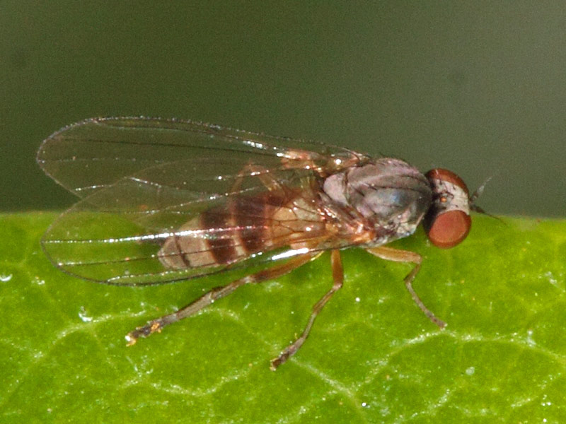 Platypezidae: Agathomyia cinerea (female) (1)