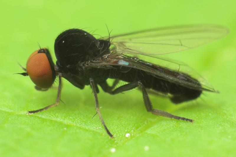 Platypezidae: Agathomyia antennata (male) (1)
