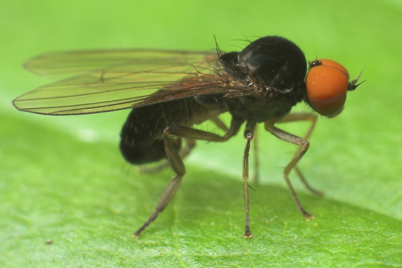 Platypezidae: Agathomyia unicolor (male) (1)