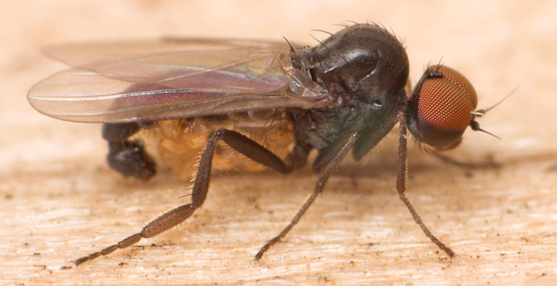 Platypezidae: Microsania pectipennis (male) (3)