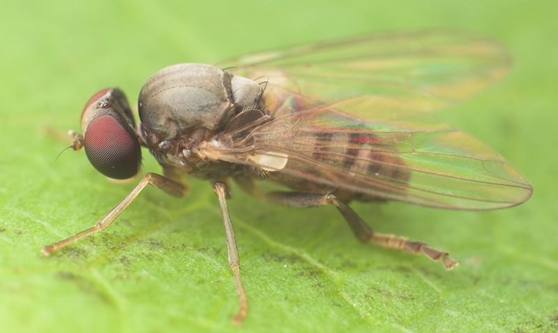 Platypezidae: Lindneromyia dorsalis (female) (1)