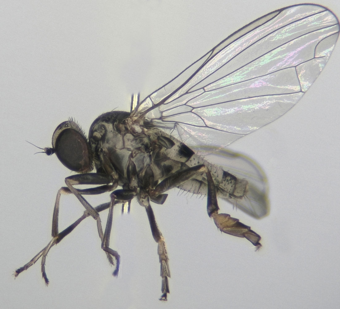 Platypezidae: Paraplatypeza bicincta (female) (3)