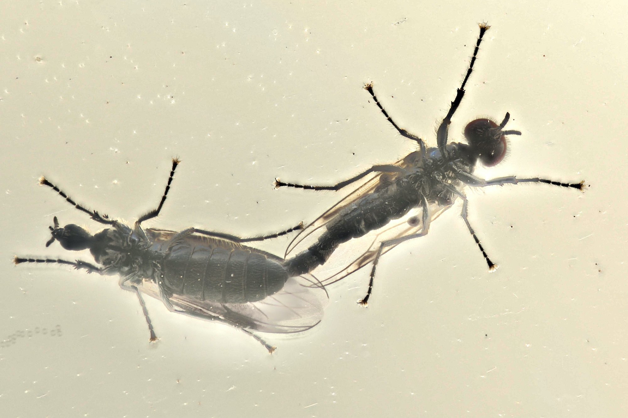 Bibionidae: Dilophus femoratus (copula) (1)