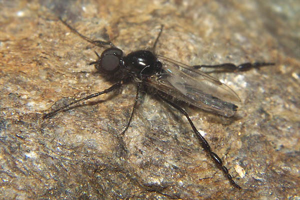 Bibionidae: Bibio clavipes (male) (1)