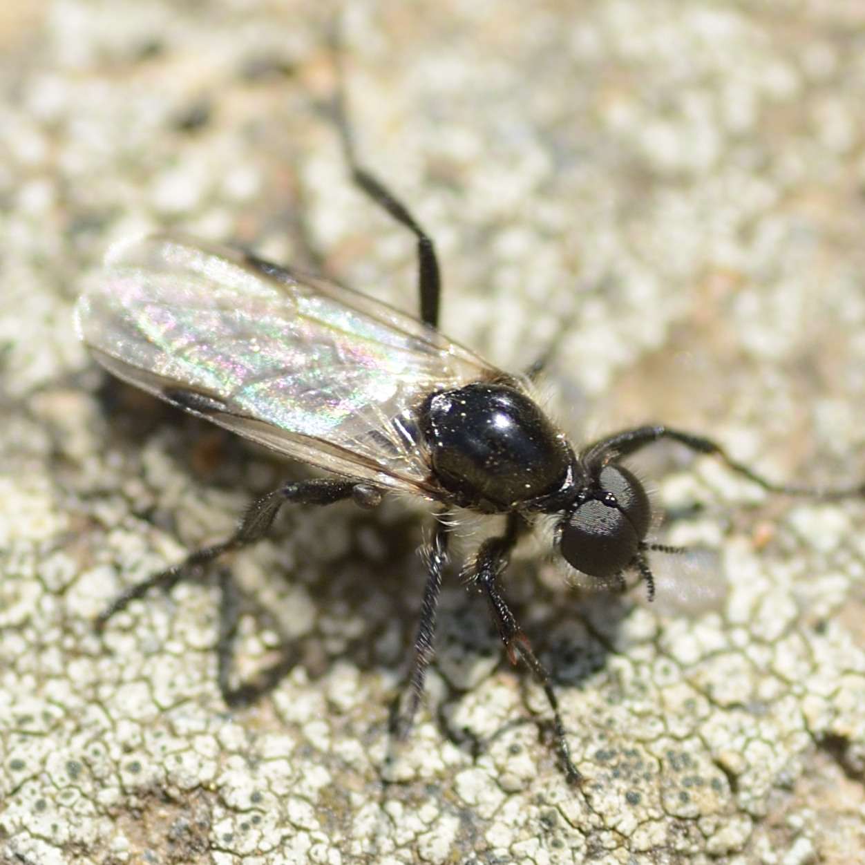 Bibionidae: Bibio mickeli (male) (1)