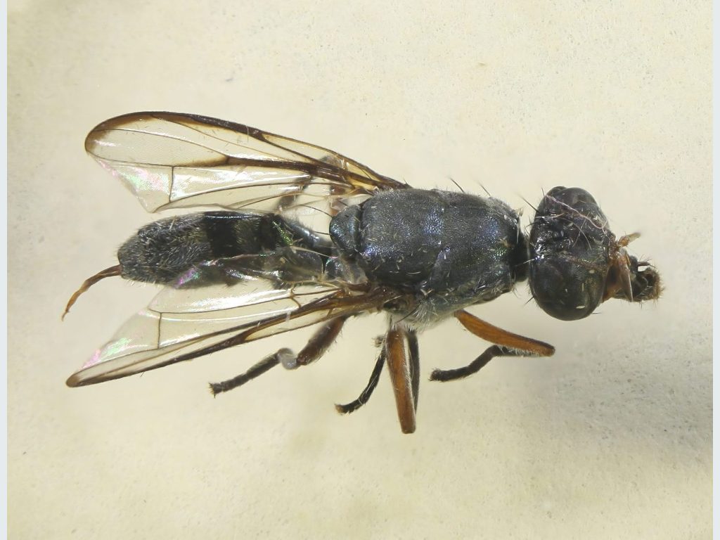 Platystomatidae: Plagiostenopterina aenea (female) (2)
