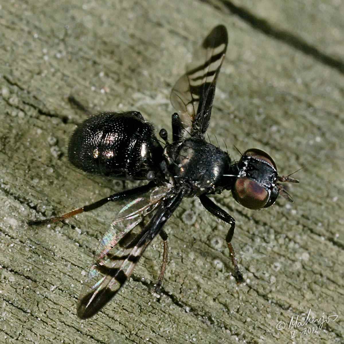 Platystomatidae: Rivellia hispanica (female) (3)