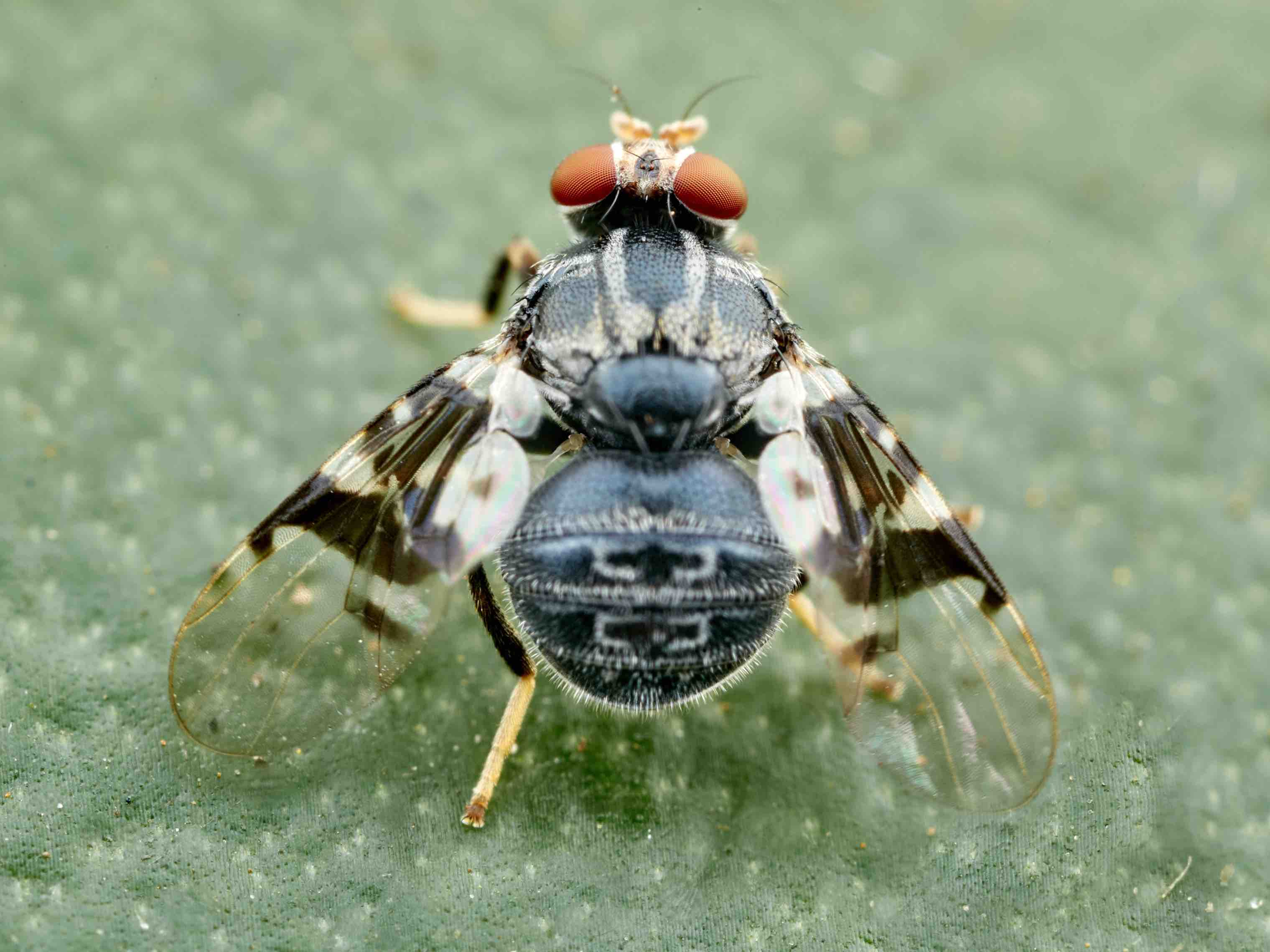 Platystomatidae: Oeciotypa hendeli (male) (3)