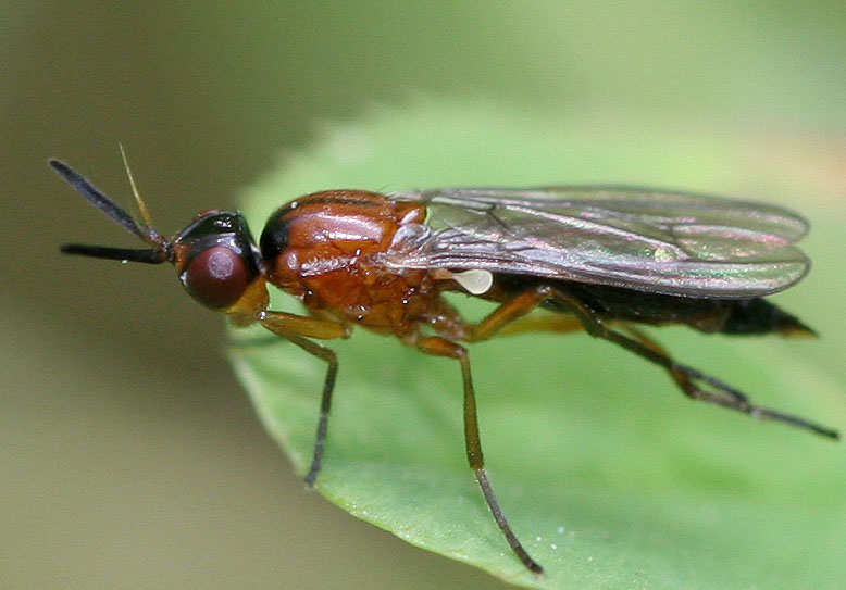 Psilidae: Loxocera (Loxocera) sylvatica (female) (1)