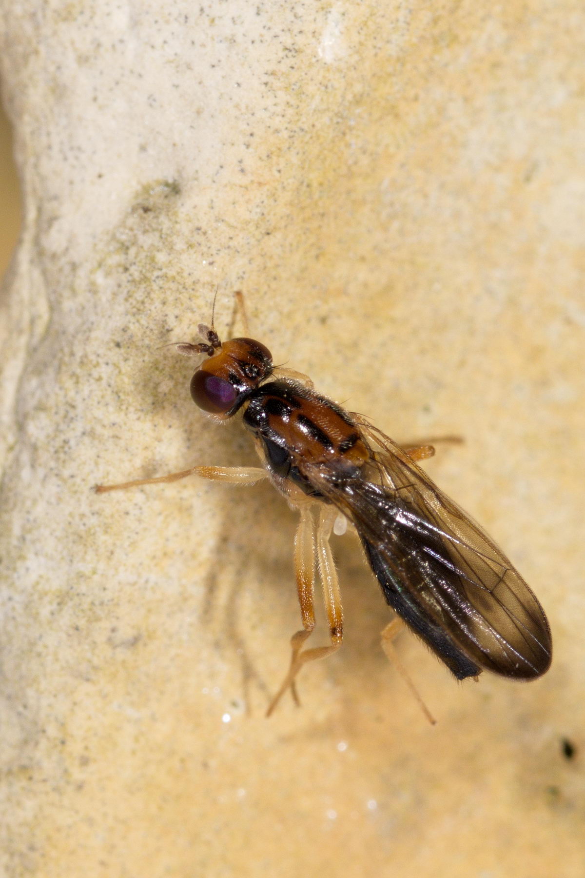 Psilidae: Chyliza vittata (male) (4)