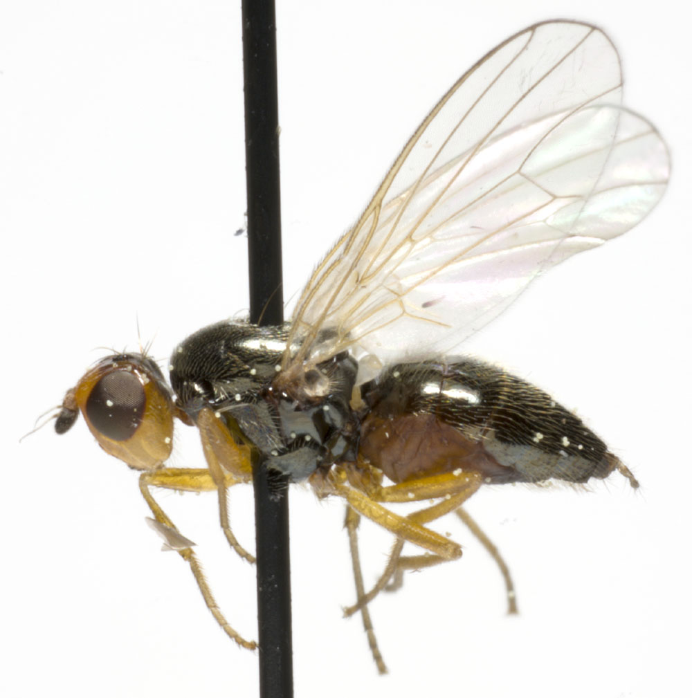 Psilidae: Chamaepsila nigricorni/rosae (female) (1)