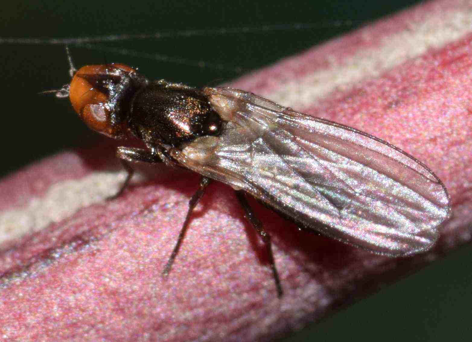 Psilidae: Chamaepsila hebraica (female) (1)