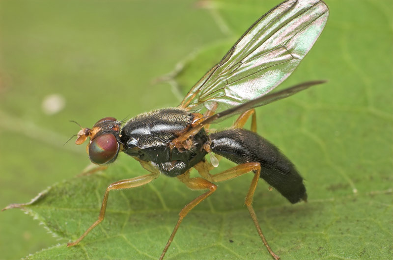 Psilidae: Chyliza leptogaster (female) (1)