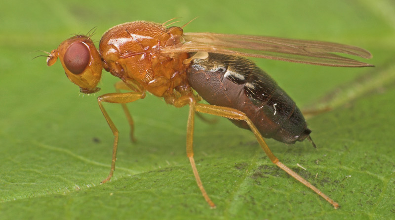 Psilidae: Chamaepsila martineki (female) (1)