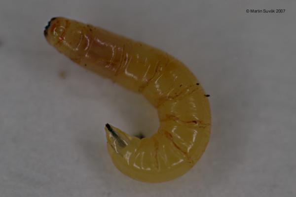 larva-2007-12-01-6387.jpg