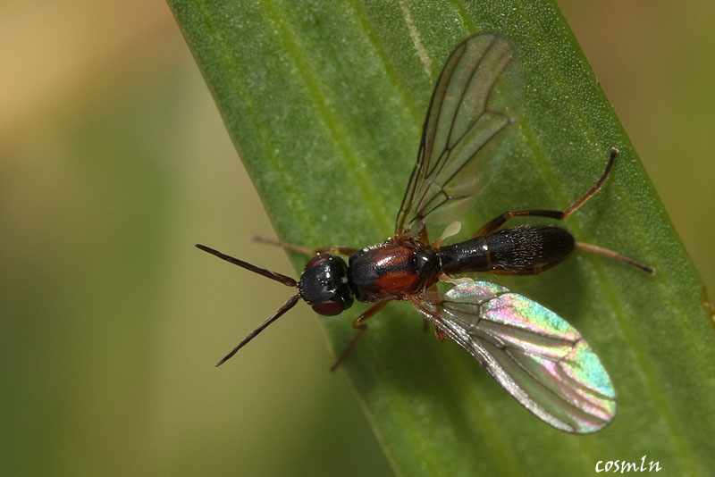 Psilidae: Loxocera fulviventris (2)