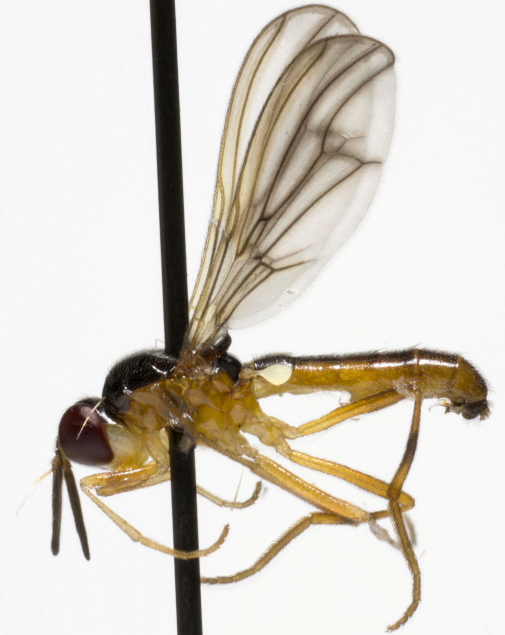 Psilidae: Loxocera nigrifrons (1)