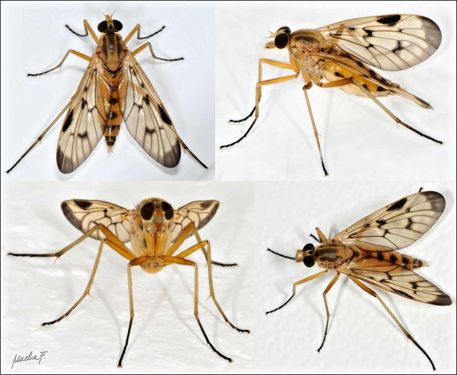 Rhagionidae: Rhagio latipennis (female) (1)