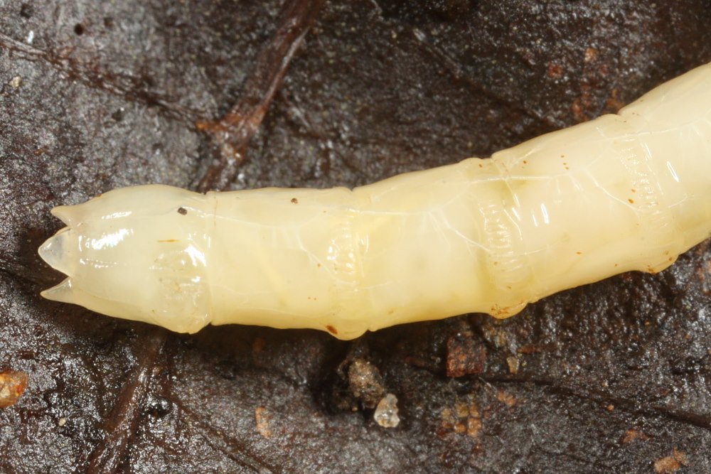 Rhagionidae: Rhagio scolopaceus (larva) (2)