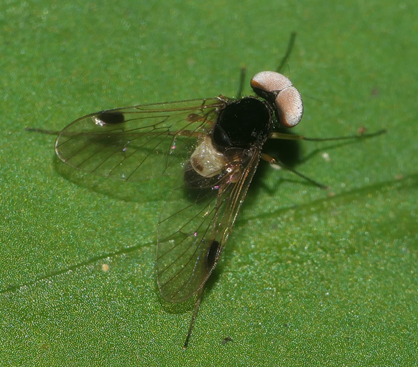 Rhagionidae: Chrysopilus elegans (male) (1)