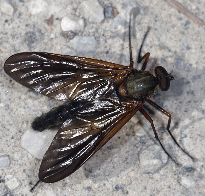 Rhagionidae: Rhagio cingulatus (male) (1)