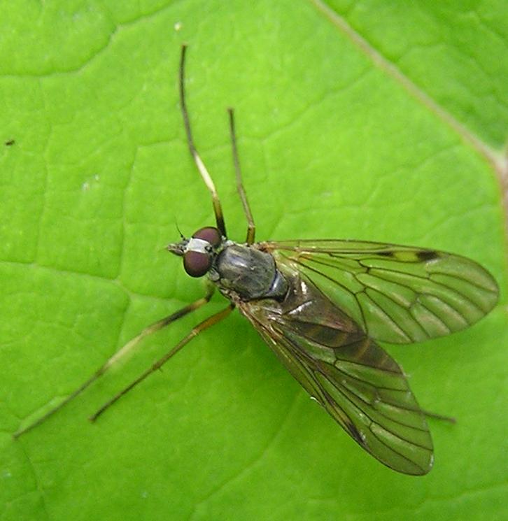 Rhagionidae: Rhagio maculatus (female) (1)