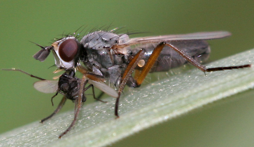 Scathophagidae: Nanna flavipes (male) (1) with chironomid prey