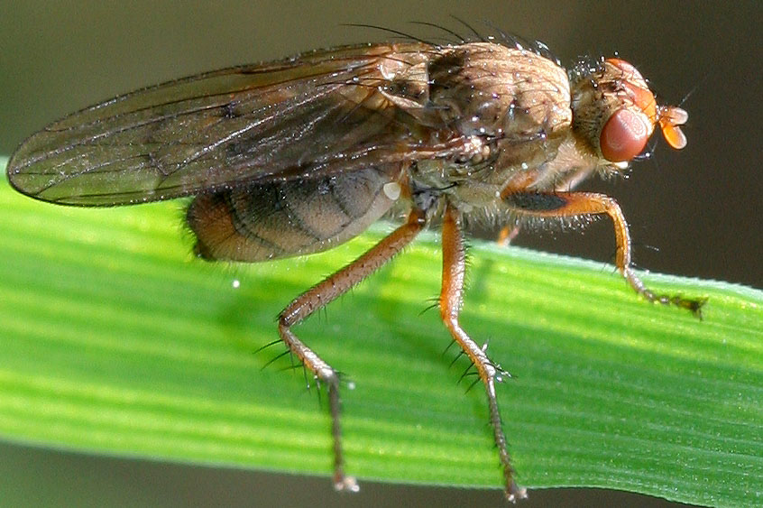 Scathophagidae: Scathophaga furcata (female) (1)
