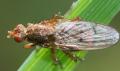 Scathophaga furcata (male) (3)