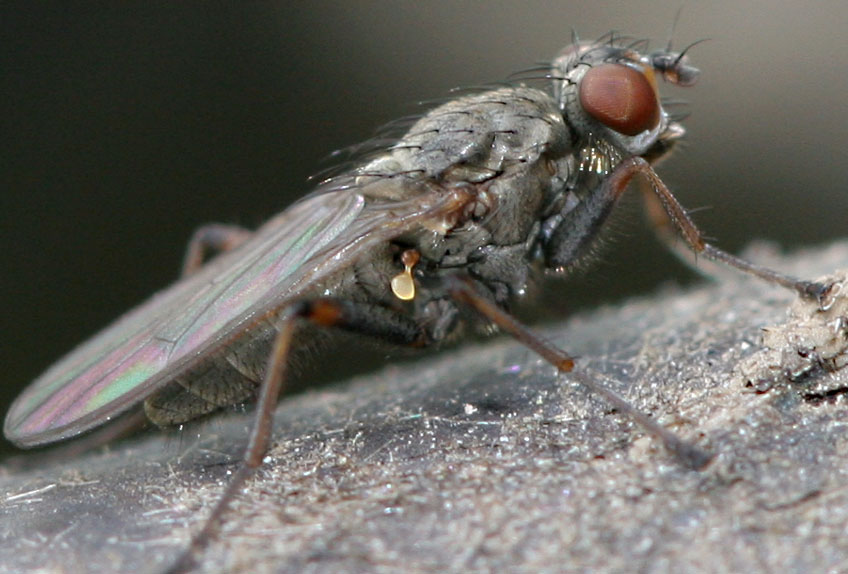 Scathophagidae: Trichopalpus fraternus (male) (1)
