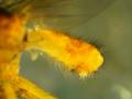 Megaphthalmoides unilineata (male) (2)