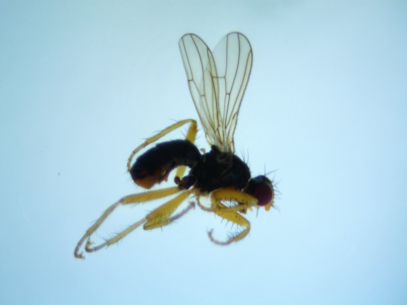 Scathophagidae: Norellisoma flavicorne (male) (1)