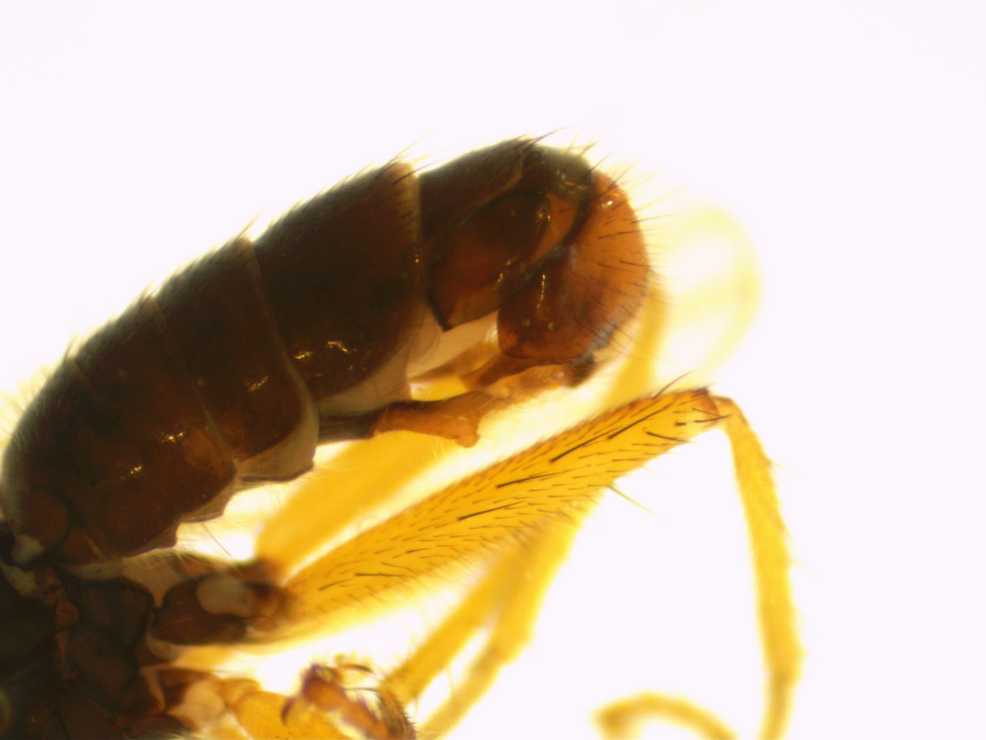 Scathophagidae: Norellisoma flavicorne (male) (4)